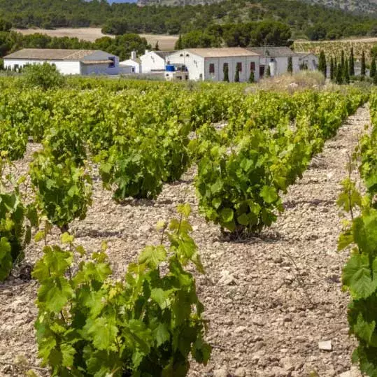 Vino tinto Castillo Monastrell