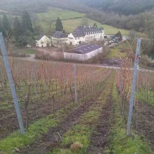 Vino blanco Albamar