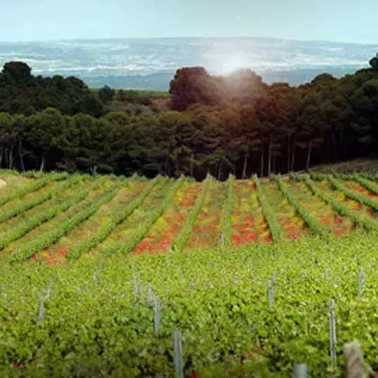 Vino Osoti